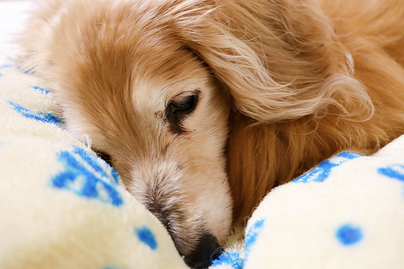 高い技術でシニア犬や持病のあるワンちゃんも極力受けております。